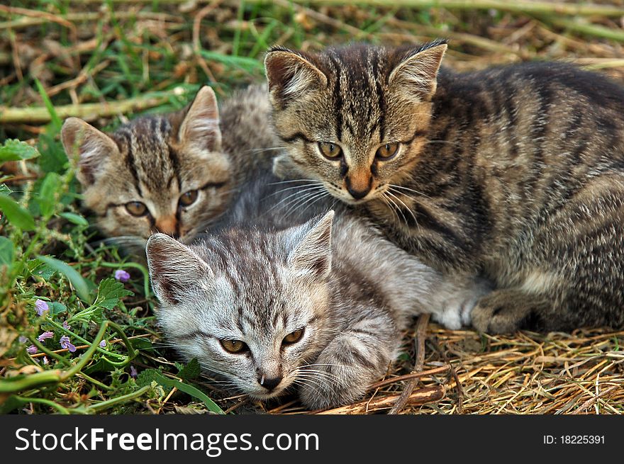 Three little kittens lying in the grass. Three little kittens lying in the grass