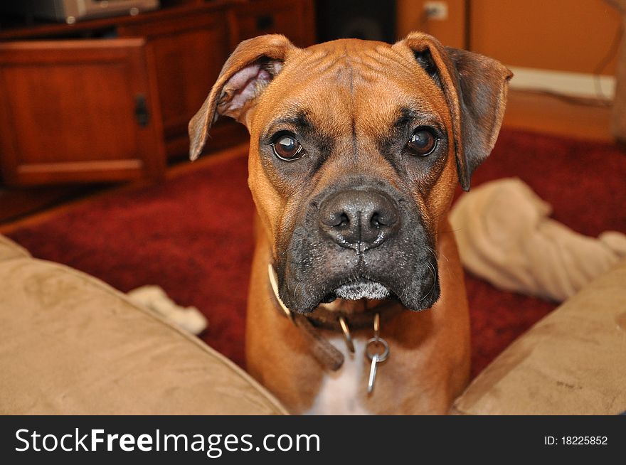 Closeup of a brown and black boxer facing the camera on a neutral background. Closeup of a brown and black boxer facing the camera on a neutral background