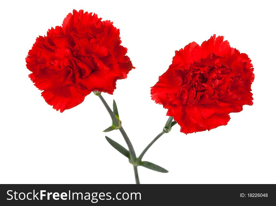 Two red carnations on a white background