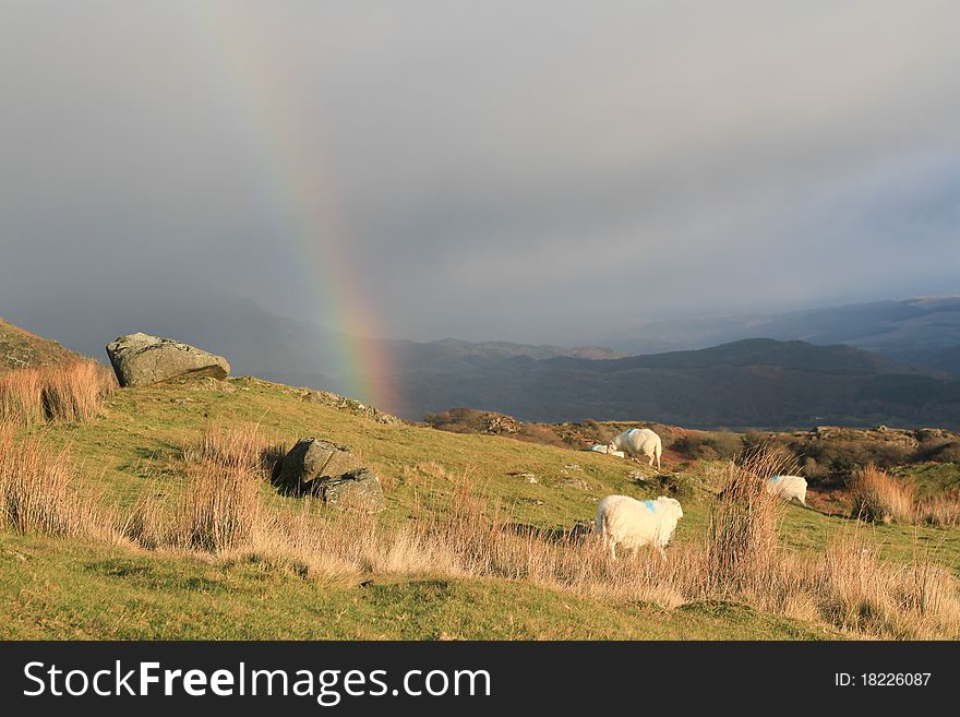 Sheep graze on green grass with rocks while a rainbow forms from a rain cloud. Sheep graze on green grass with rocks while a rainbow forms from a rain cloud.
