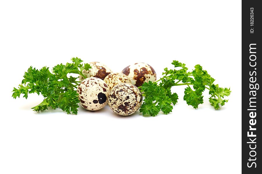 The isolated quail eggs with green leaves of parsley. The isolated quail eggs with green leaves of parsley