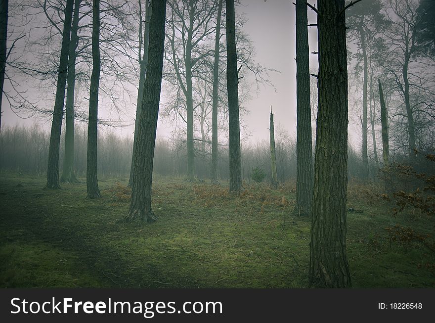 Foggy woodland on a cold winter's morning. Foggy woodland on a cold winter's morning.