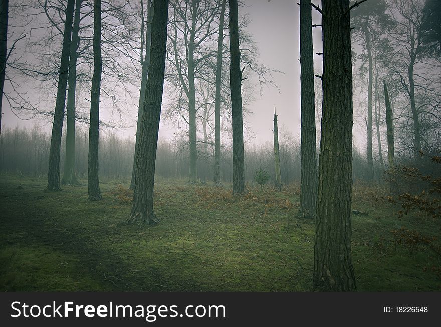 Foggy Woods