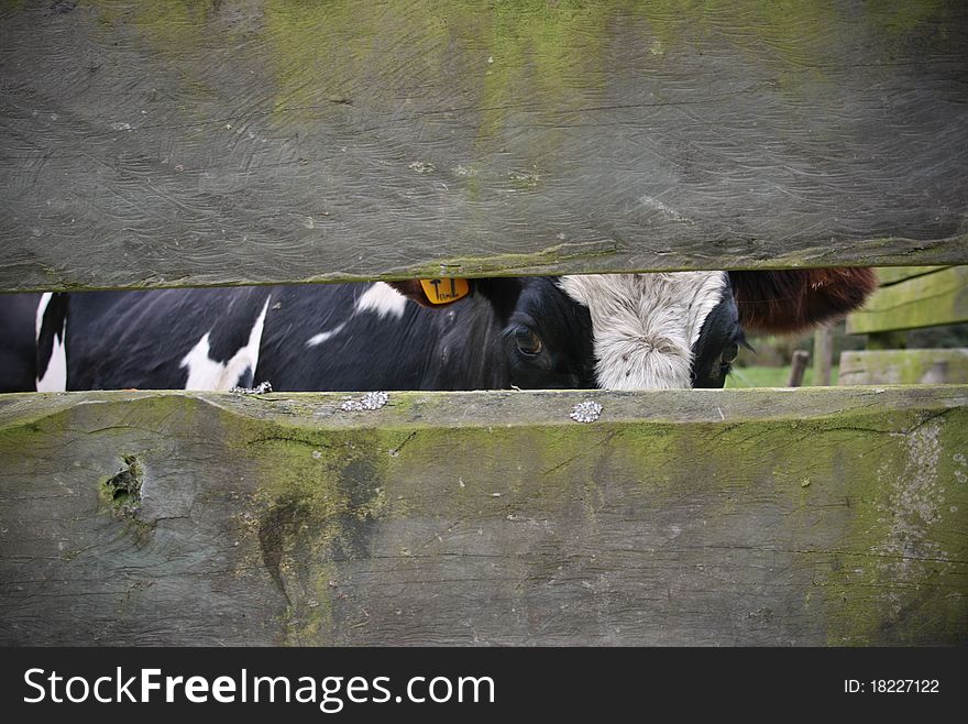 Cow looking through fence in farm. Cow looking through fence in farm