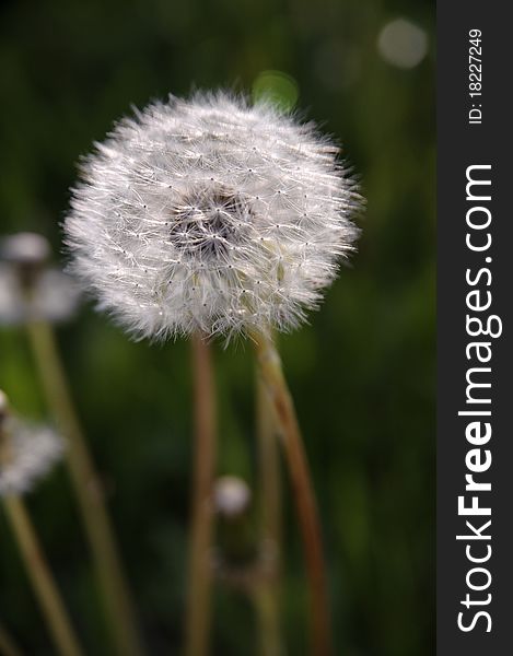 A dandelion head with seeds during summer.