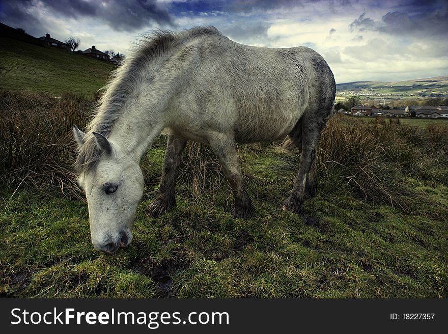 Wide angle shot of a white horse grazing in a field.
