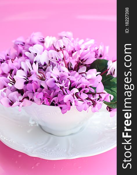 Purple spring flowers into a white porcelain cup on pink background