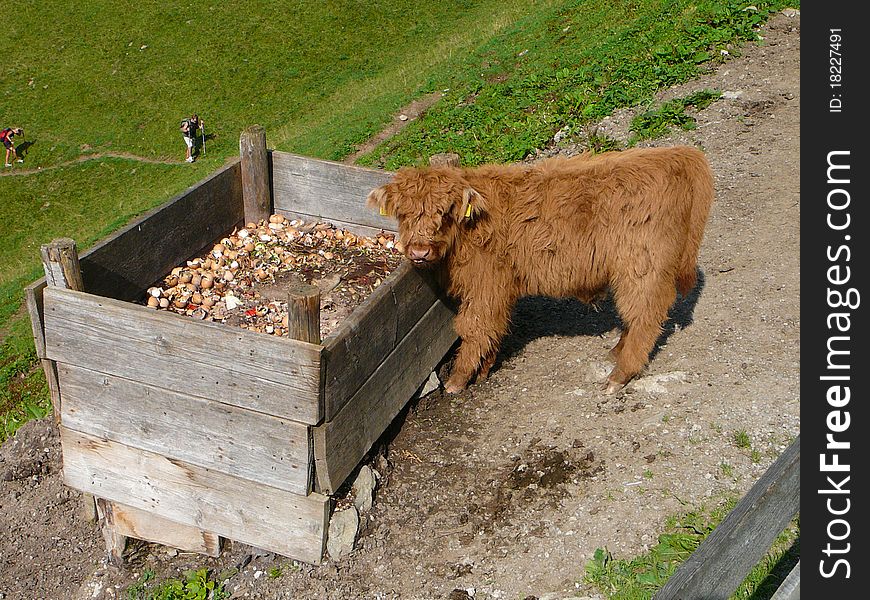 A young highland cattle in the alps near Innsbruck hopes to find something eatable while nature-lovers are on teh finishing straight. A young highland cattle in the alps near Innsbruck hopes to find something eatable while nature-lovers are on teh finishing straight.