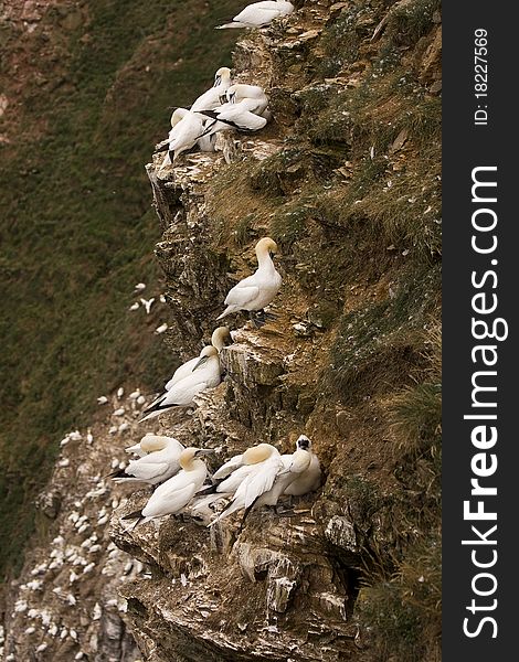 Northern Gannet at Troup Head RSPB, Scotland