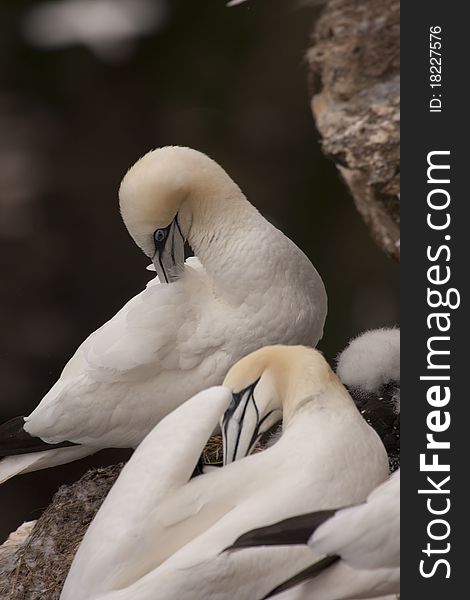 Gannet at Troup Head