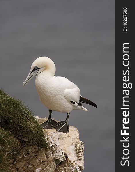 Gannet At Troup Head