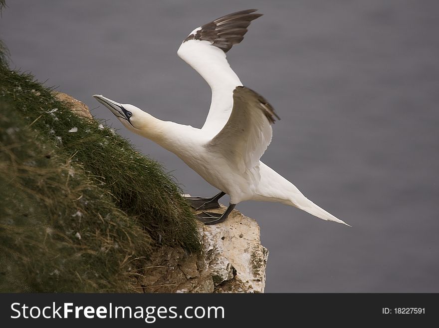 Gannet at Troup Head