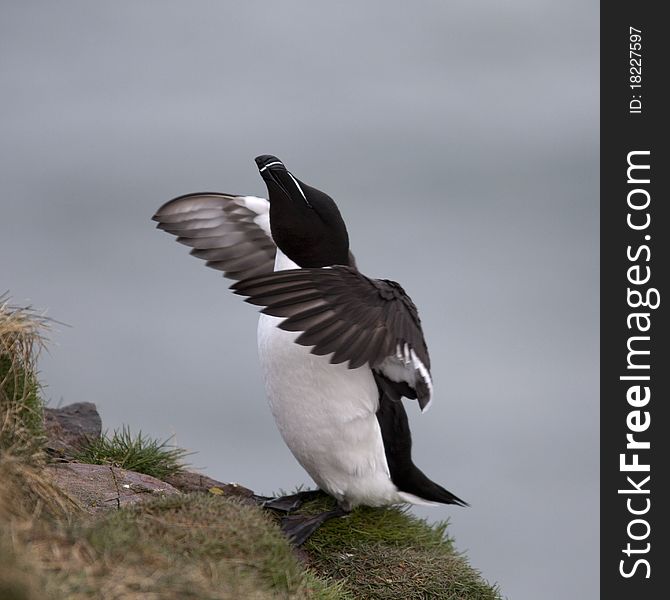 Razorbill at Fowlsheugh Bird Reserve, Aberdeen