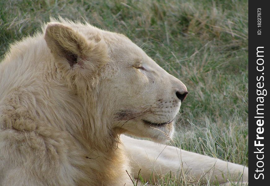 White lioness in south africa