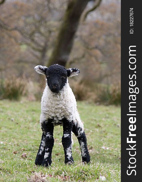 Black faced spring lamb, lake district