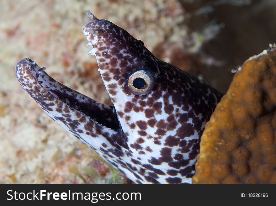 Underwater Spotted Moray Eel, Macro, Bonaire