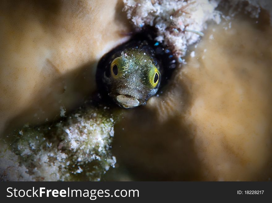 Blenny