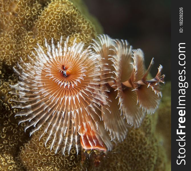 Macro Image of Christmas Tree Worm underwater, Bonaire