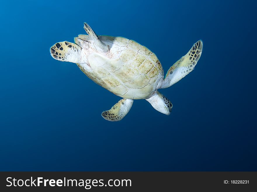 Underwater swimming Sea Turtle, Bonaire