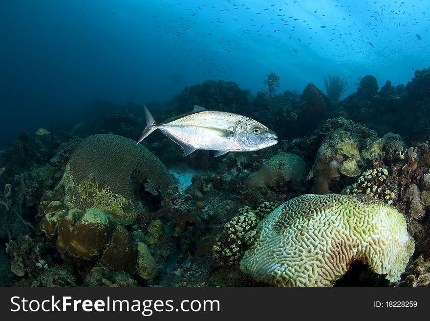 Underwater image of Yellow Jack, Bonaire
