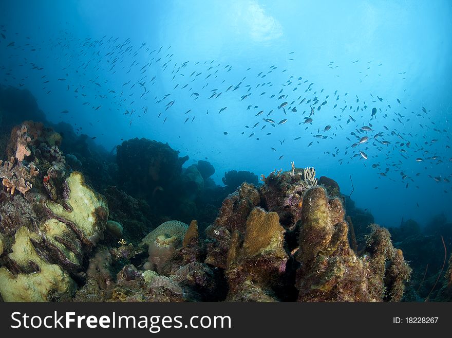 Underwater image of tropical fish and coral reef