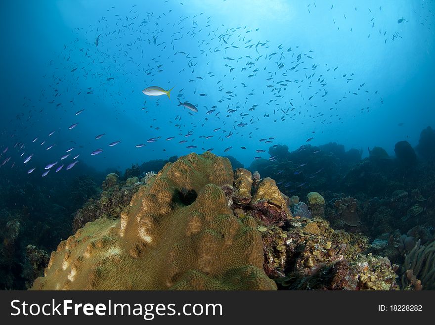 Underwater image of tropical fish and coral reef