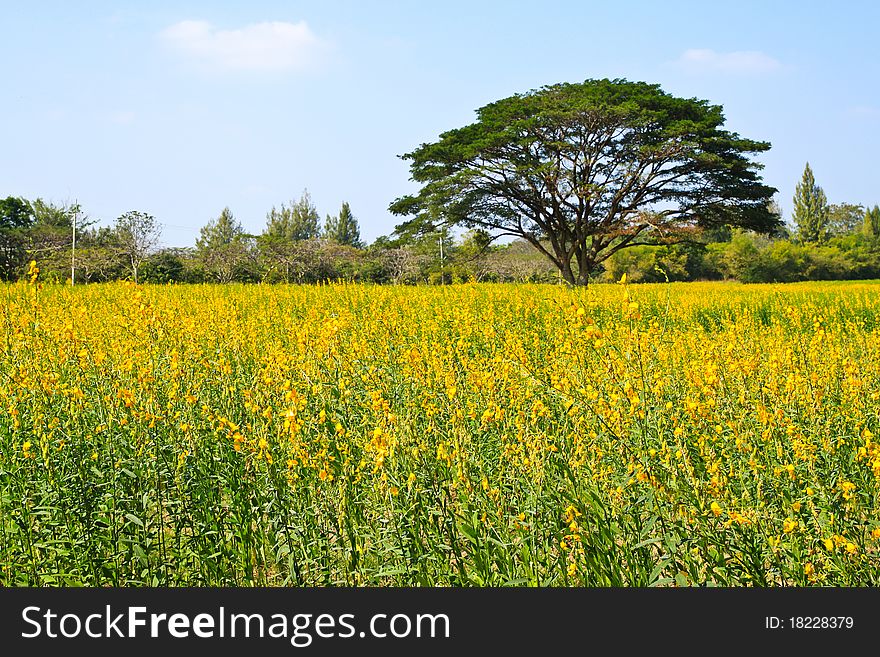 Big tree in the yellow flower farm in countryside - Thailand