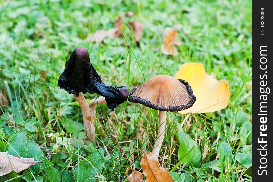 Blackened toadstool among the grass and yellow leaves