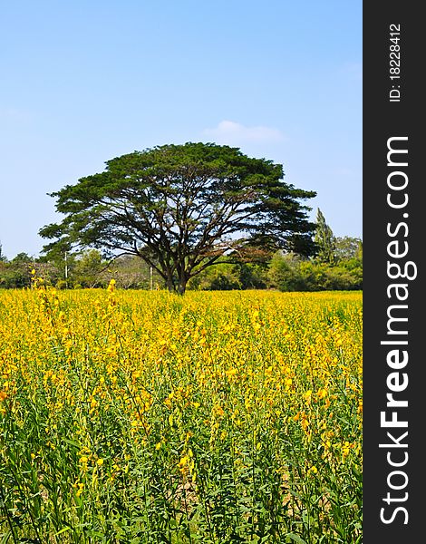 Big tree in the yellow flower farm in countryside - Thailand