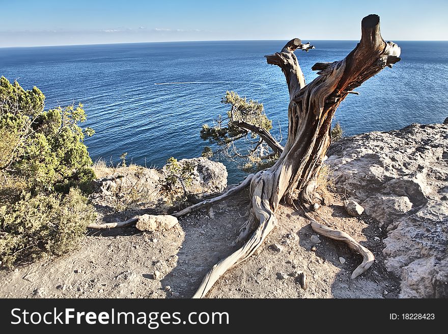 Stump of dry tree on the stony bank of the sea. Stump of dry tree on the stony bank of the sea