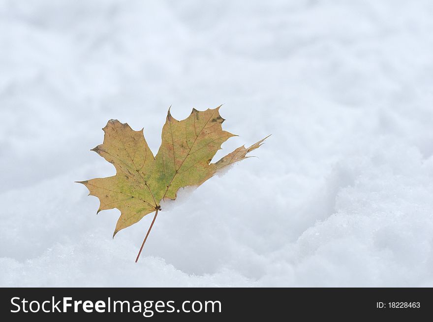 Leaf in the snow