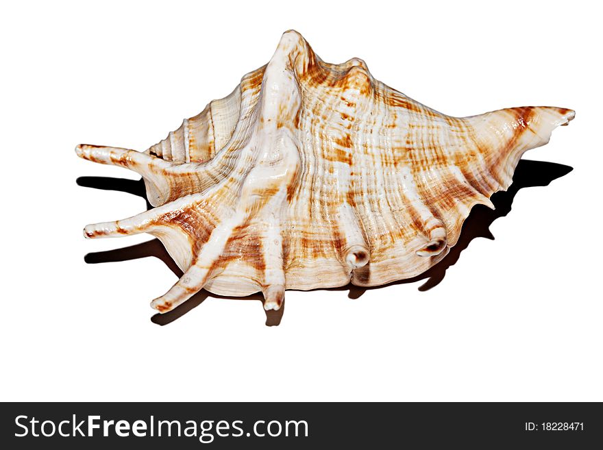 Single seashel conch contured isolated. Single seashel conch contured isolated