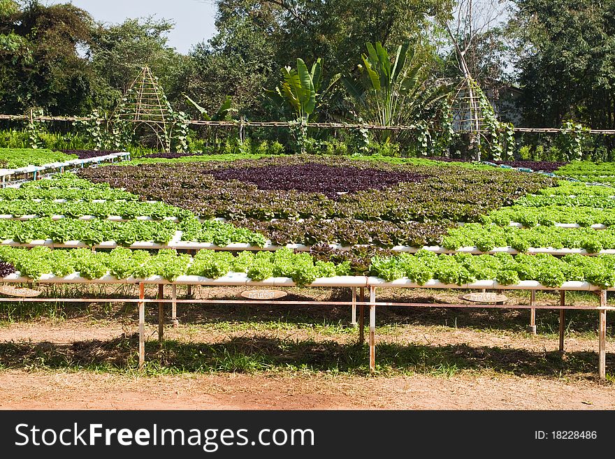 Hydroponic plant of Lettuce in countryside - Thailand