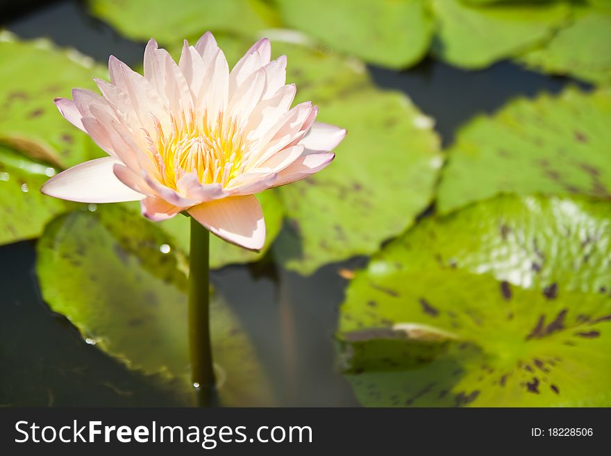 Pink Lotus in the garden