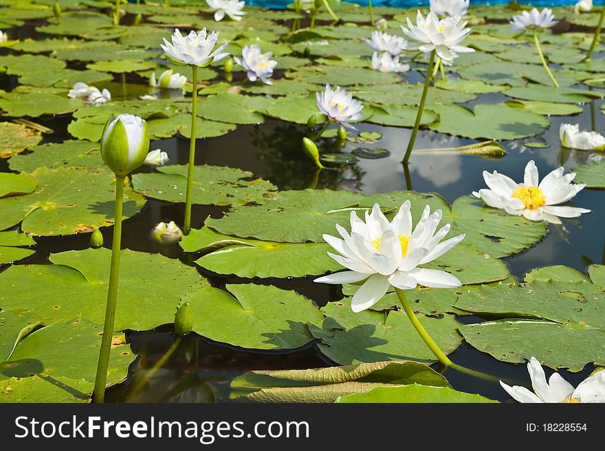 White Lotus In The Garden