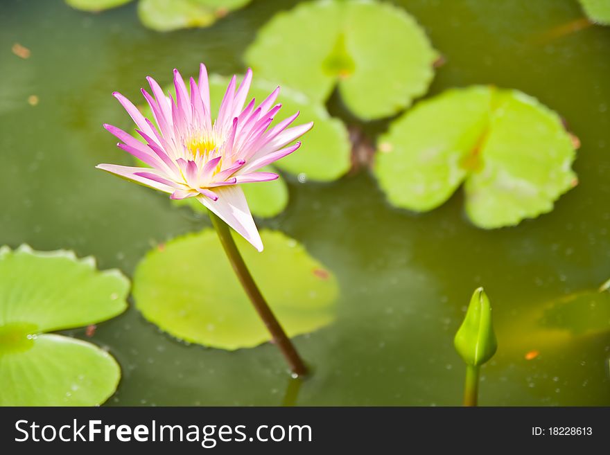 White Lotus in the garden