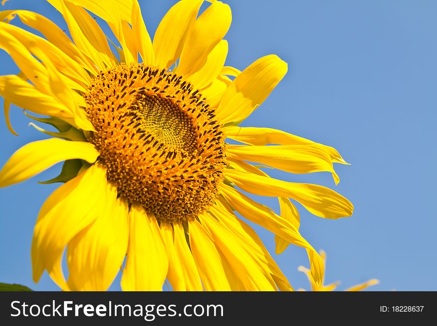 Sunflower close up and the blue sky