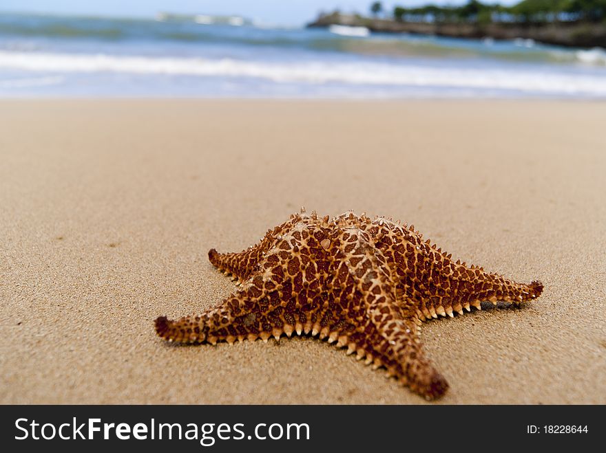 Starfish on the beach