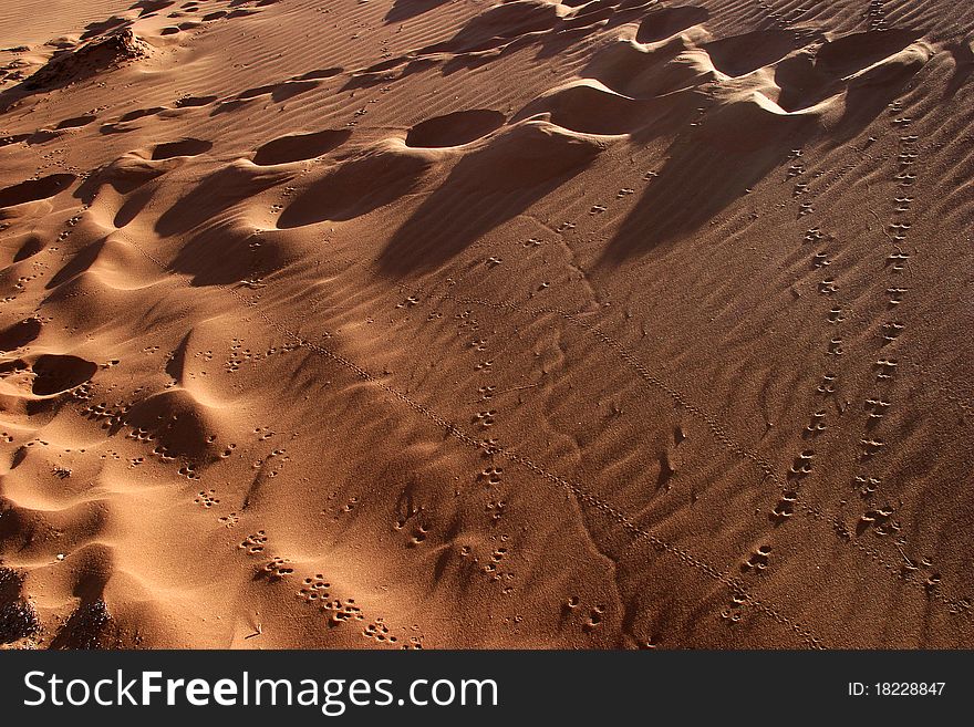 Animal and human tracks in the sand dunes of Sossusvlei - Namibia. Animal and human tracks in the sand dunes of Sossusvlei - Namibia.