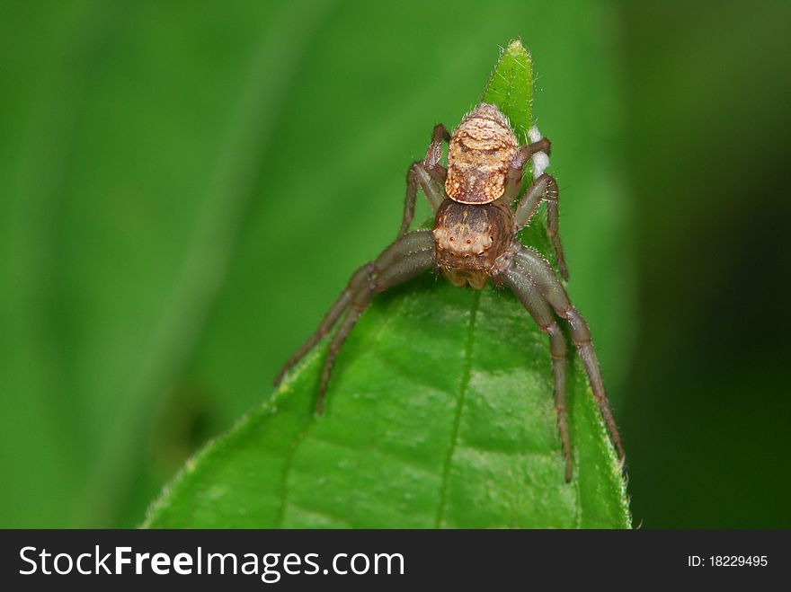 Spider Posing At The Edge Of a Leaf Waiting For Prey