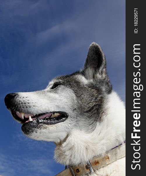 Mia the akita dog large white japanese fighting dog