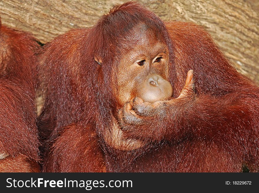 Orangutan Is A Brown Primate Of Borneo. Image Was taken At A Zoo