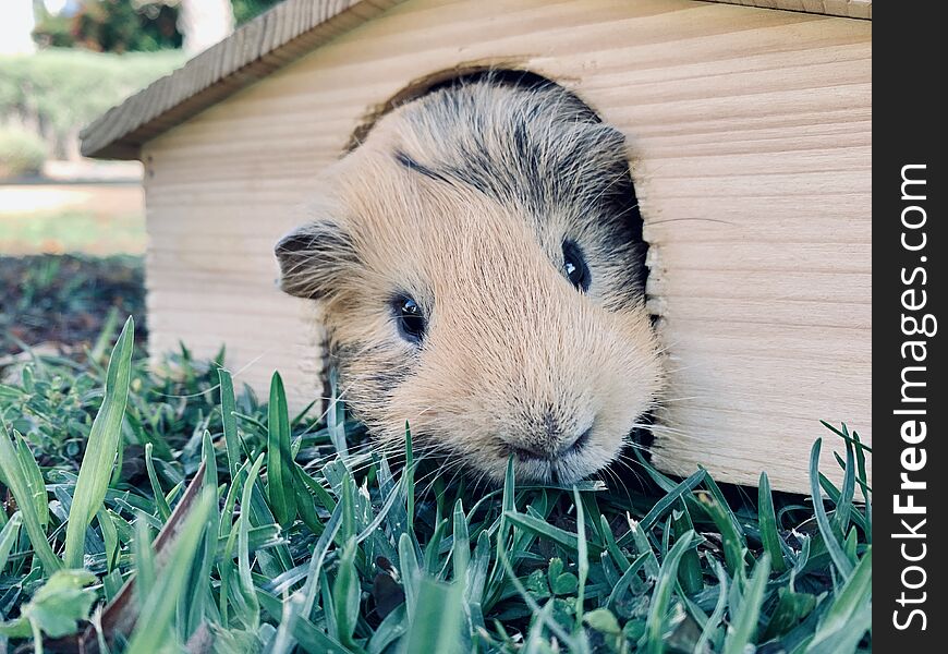 A guinea pig or cavy sitting in wooden small house on the grass in the garden close up