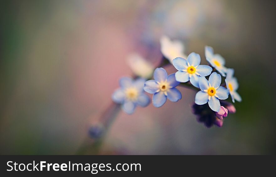 Beautiful blue small flowers - forget-me-not flower. Spring colorful nature background. Myosotis sylvatica.
