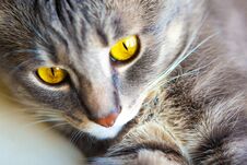 Portrait Of Young Gray Cat With Bright Yellow Eyes Royalty Free Stock Image
