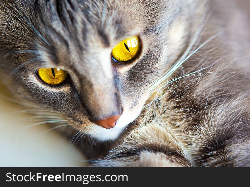 Portrait of young gray cat with bright yellow eyes, closeup