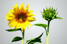 Sunflower And Bud Sun Flower Royalty Free Stock Photo Sunflower And Bud Sun Flower Royalty Free Stock Photo