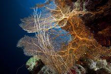 Sea Fan, Coral And Fish In The Red Sea. Stock Images Sea Fan, Coral And Fish In The Red Sea. Stock Images