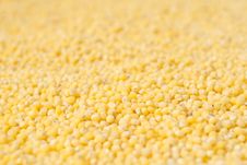 Yellow Millet Stock Photo Yellow Millet Stock Photo