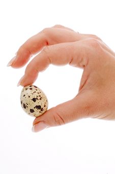 Quail Egg Royalty Free Stock Image